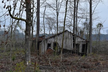 abandoned shack in the woods 