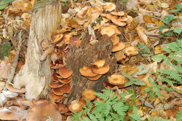 Mushrooms on the tree. Summer forest scene. mushroom macrophoto. Natural mushroom growing. Ecotourism activity. Pick up mushroom