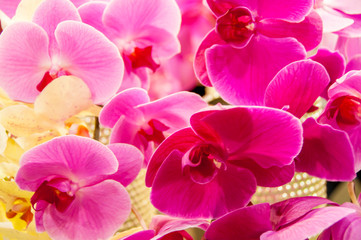 Pink orchids in a vase, exquisite flowers