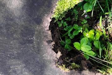 Forest strawberries grow in a destroyed old tree stump.