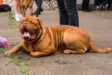 Dogue de Bordeaux at the show