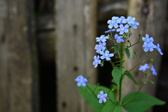 View of the blue Omphalodes.. flower on the background of the old fence.