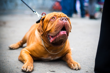 Dogue de Bordeaux at the show
