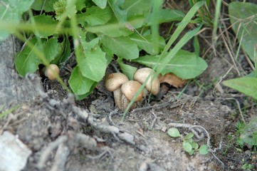 Mushrooms on the tree. Summer forest scene. mushroom macrophoto. Natural mushroom growing. Ecotourism activity. Pick up mushroom