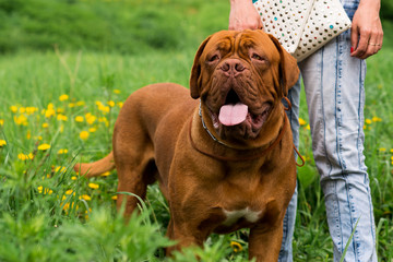 Dogue de Bordeaux at the show
