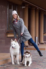 Fototapeta premium Woman is walking in the street with two naughty husky dogs that pulling on leash. Having troubles holding dog on a leash. Training dogs problems concept