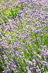 Closeup of a beautiful lavender flower field located in Provence, France.