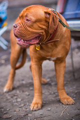 Dogue de Bordeaux at the show