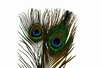 Fototapeta premium Close up view of gorgeous colorful peacock feather isolated. Beautiful backgrounds.