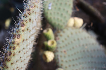 Detail of wild opuntia leaf, shallow depth of field, copy space