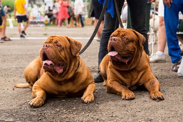 Dogue de Bordeaux at the show