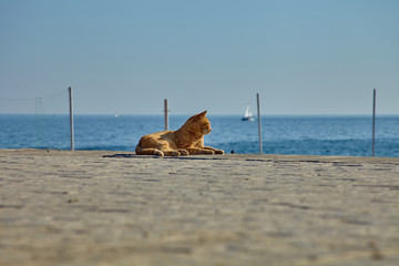 Fototapeta na wymiar homeless ginger cat basking in the sun on the seacoast