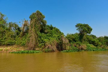 Pantanal forest ecosystem, Mato Grosso, Brazil