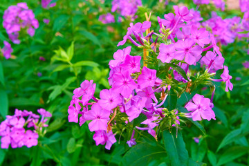 Fototapeta premium Purple phlox bloom in the garden.