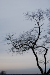 Cold Bare Tree