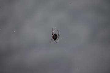 Spider