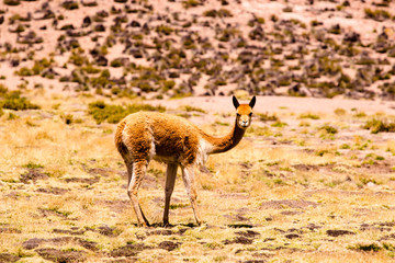 Guanaco in Chungara Lake