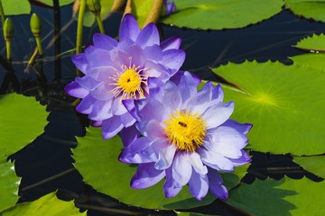 Two Flowers in a Pond
