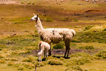 llama in chungara lake