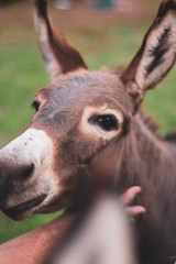 Obraz premium Donkey Getting Petted by a Hand