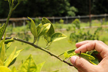 Orange citrus trees orchard heavily  infected with huanglongbing  HLB yellow dragon or citrus...