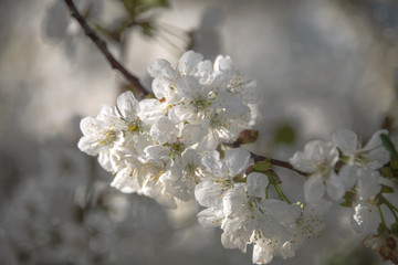 Blooming cherry tree branch in a spring garden