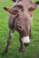 Fototapeta premium Young Donkey Looking Down