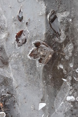 Autumn leaves in the ice outdoor on the ground in daylight. End of winter concept. First spring days concept. Art work