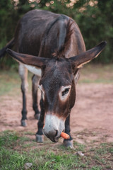 Donkey Grabbing Carrot