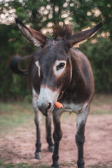 Naklejka na ściany i meble Donkey Holding Carrot in Mouth