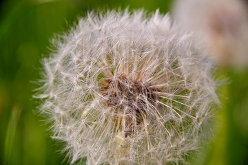 blowball on meadow countryside
