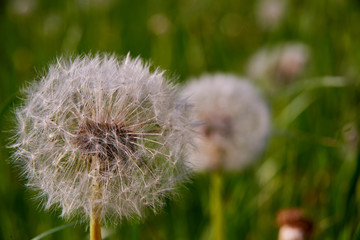 blowball on meadow countryside