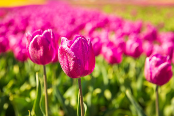 Closeup of pink tulips in a Dutch tulips field flowerbed under a blue sky