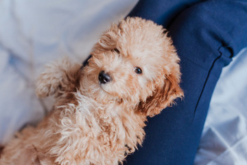 portrait of a Cute brown toy poodle with his young woman owner at home, daytime, indoors.