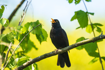 Blackbird (turdus merula) singing in a tree