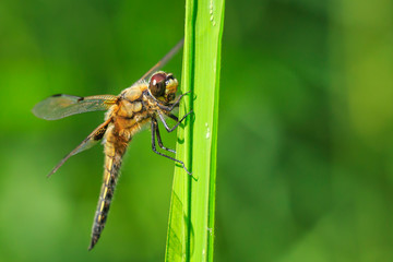 Close-up of a four-spotted chaser dragonfly insect, Libellula quadrimaculata