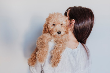 portrait of a Cute brown toy poodle with his young woman owner at home, daytime, indoors.