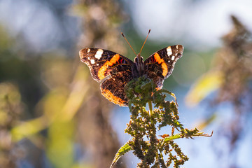 Obraz premium Red Admiral butterfly, Vanessa atalanta, resting