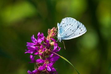 Closeup of a holly blue Celastrina argiolus butterfly feeding