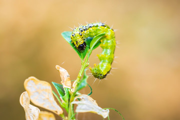 Box tree moth caterpillar, Cydalima perspectalis, closeup