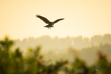 Female Western marsh harrier, Circus aeruginosus bird of prey, huntingin the moring
