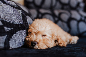 Cute toy poodle sleeping on sofa, daytime, indoors.