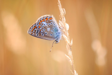 Common Blue butterfly, Polyommatus icarus resting in colorful sunset