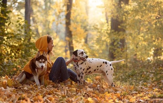 Happy young woman sitting in the autumn forest with two dogs. Two Companion Dogs out for a Walk. Dalmatian and siberian husky out for a walk