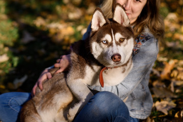 Outdoors lifestyle image of stunning woman hugging husky dog with blue eyes in the park. Wearing stylish outerwear, knitted hat and black fur vest. Playing with the dog on the park. Close-up portrait. © Iulia