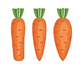 vector set of whole carrots