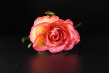 Rose.