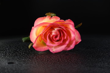 Rose.