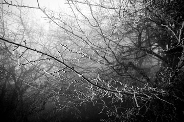 Branch covered in ice cold white frost in the winter. first frosts, cold weather, frozen water, frost and hoarfrost. Macro shot. Early winter .