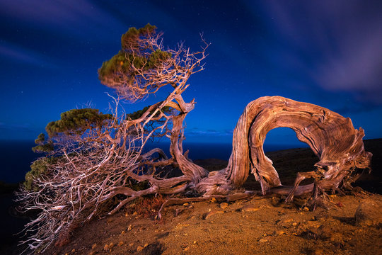 Wonderful illuminated wood growing on top of hill and blue sky in evening in Hierro Island, Canary Island, Spain